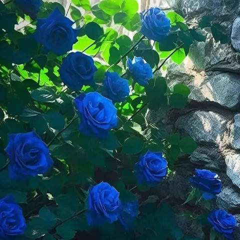 🌹 Blue Climbing Rose Seeds – Beautiful Garden Flowers 🌹 Blue Climbing Rose Seeds – Beautiful Garden Flowers