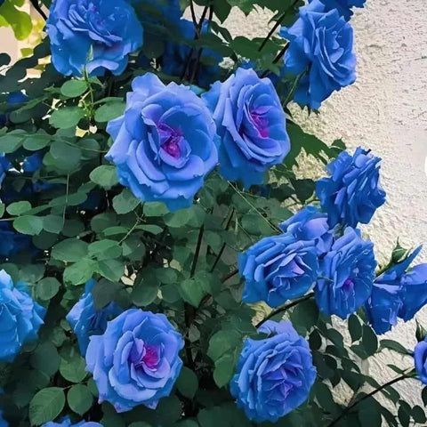 🌹 Blue Climbing Rose Seeds – Beautiful Garden Flowers 🌹 Blue Climbing Rose Seeds – Beautiful Garden Flowers