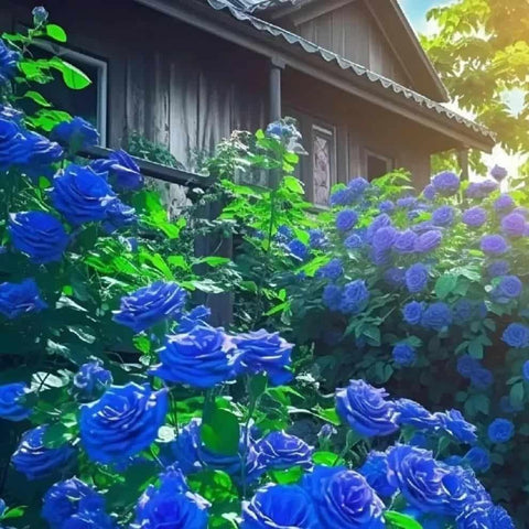 🌹 Blue Climbing Rose Seeds – Beautiful Garden Flowers 🌹 Blue Climbing Rose Seeds – Beautiful Garden Flowers