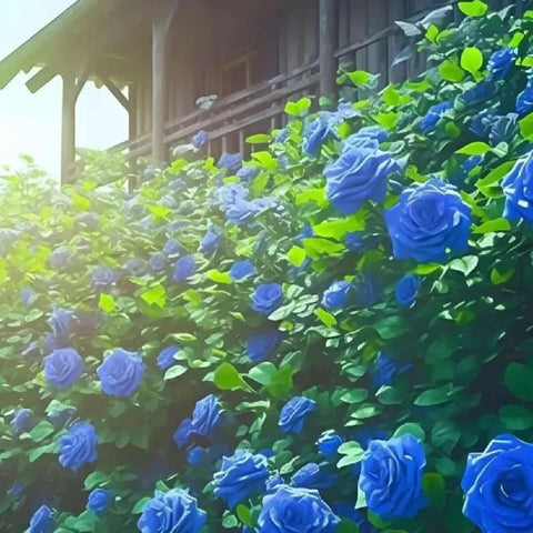🌹 Blue Climbing Rose Seeds – Beautiful Garden Flowers 🌹 Blue Climbing Rose Seeds – Beautiful Garden Flowers