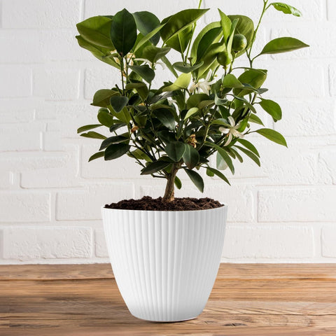 ðļ Plastic Round Flower Pot with Tray & Drainage Holes â Perfect for Indoor & Outdoor Plants ðļ Plastic Round Flower Pot with Tray & Drainage Holes â Perfect for Indoor & Outdoor Plants