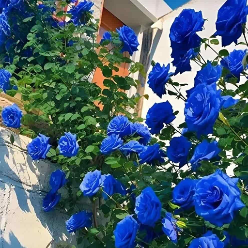 🌹 Blue Climbing Rose Seeds – Beautiful Garden Flowers